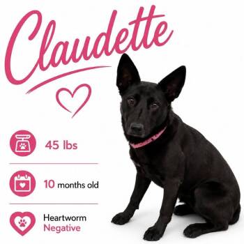Claudette -  Mixed Breed Dog for Adoption in Memphis, Tennessee - Claudette | PetCurious
