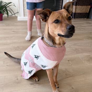 Rescue Cattle Dog and Mixed Breed Dogs for Adoption in Cashmere, Washington - Daisy | PetCurious