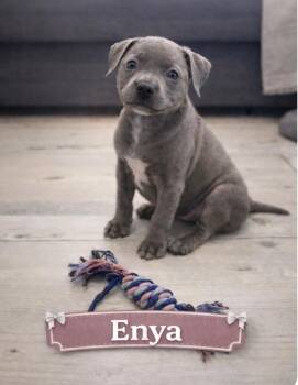 Enya -  Mixed Breed Dog for Adoption in St. Augustine, Florida - Enya | PetCurious
