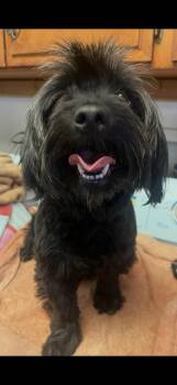 Charlie - The Sweet Boy -  Havanese and Maltipoo Dog for Adoption in Citrus Heights, California - Charlie - The Sweet Boy | PetCurious