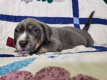 Mixed Breed Dogs Available for Adoption - Kraken | PetCurious