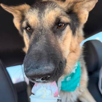 Kaiser -  Mixed Breed and German Shepherd Dog Dog for Adoption in Salt Lake City, Utah - Kaiser | PetCurious
