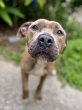 Pit Bull Terrier and Mixed Breed Dogs Available for Adoption in New Orleans, Louisiana - Odette | PetCurious