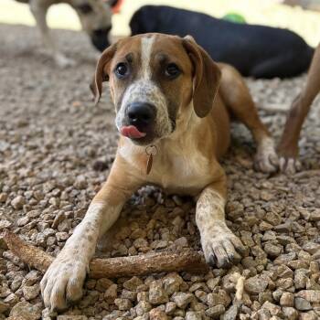 Hound Dogs Available for Adoption in Columbia, South Carolina - Choker | PetCurious