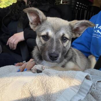 Kevin - In Foster to Adopt -  Mixed Breed Dog for Adoption in Naperville, Illinois - Kevin - In Foster To Adopt | PetCurious