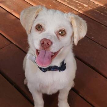 Terrier and Mixed Breed Dogs Available for Adoption in Shorewood, Illinois - Patty Andrews | PetCurious