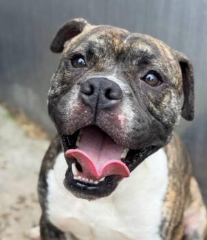 Aries -  Boxer Dog for Adoption in Chicago, Illinois - Aries | PetCurious