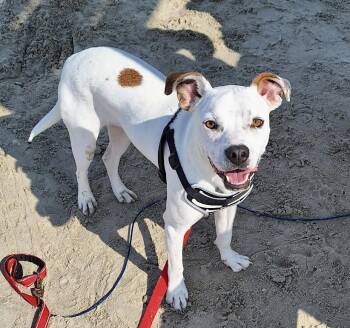 Boxer Dogs Available for Adoption in Austin, Texas - Spike | PetCurious
