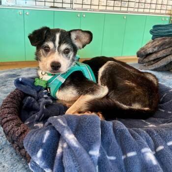 Chihuahua Dogs Available for Adoption in San Francisco, California - Wham! 14003 | PetCurious