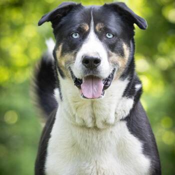 Husky and Shepherd Dogs Available for Adoption in Rossville, Georgia - Stanley | PetCurious