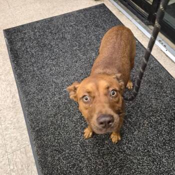 Demi -  Pit Bull Terrier and Mixed Breed Dog for Adoption in Birmingham, Alabama - Demi | PetCurious