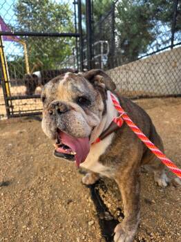 Myrtle -  English Bulldog Dog for Adoption in Austin, Texas - Myrtle | PetCurious
