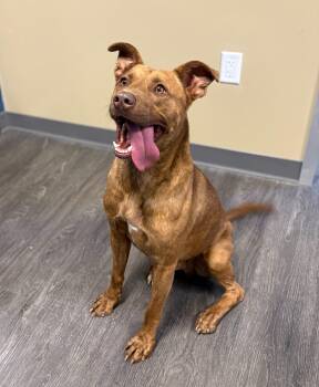 Rescue Pit Bull Terrier Dogs for Adoption in Webster, Texas - Jackson | PetCurious