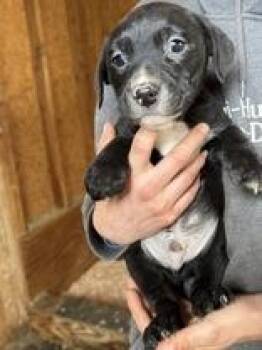 Mixed Breed Dogs Available for Adoption - James | PetCurious