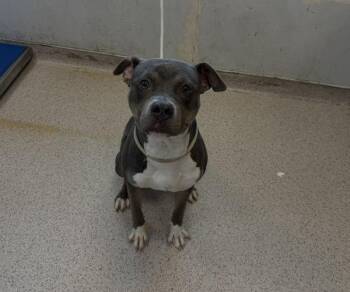 Bubbles -  Mixed Breed Dog for Adoption in New York, New York - Bubbles | PetCurious