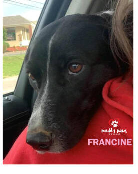 Rescue Pointer and Labrador Retriever Dogs for Adoption in Council Bluffs, Iowa - Francine | PetCurious