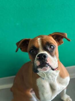 A254954 -  Boxer and Mixed Breed Dog for Adoption in Visalia, California - A254954 | PetCurious