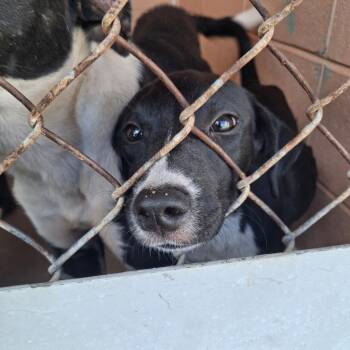 Izzy -  Hound Dog for Adoption in Gautier, Mississippi - Izzy | PetCurious