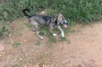Letty -  Shiba Inu and Husky Dog for Adoption in Silver Spring, Maryland - Letty | PetCurious