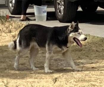 SASKE -  Siberian Husky Dog for Adoption in Dallas, Texas - SASKE | PetCurious