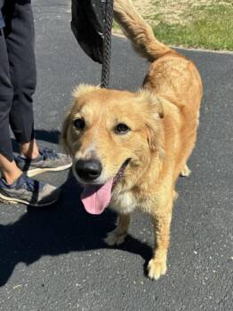 Shelby -  Golden Retriever Dog for Adoption in Kalamazoo, Michigan - Shelby | PetCurious