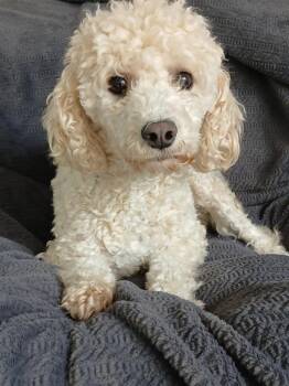 Poodle and Maltese Dogs Available for Adoption in Fort Worth, Texas - Lucy Loo | PetCurious