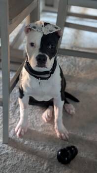 Rescue Pit Bull Terrier Dogs for Adoption in Peotone, Illinois - Cruella | PetCurious