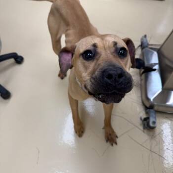 Mixed Breed Dogs Available for Adoption in Winston-salem, North Carolina - Zena | PetCurious