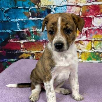 Mixed Breed Dogs Available for Adoption in Lynchburg, Virginia - Fern | PetCurious