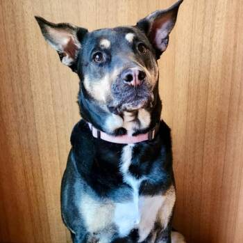 Rescue Australian Kelpie and Mixed Breed Dogs for Adoption in Mead, Colorado - Mara Jade | PetCurious