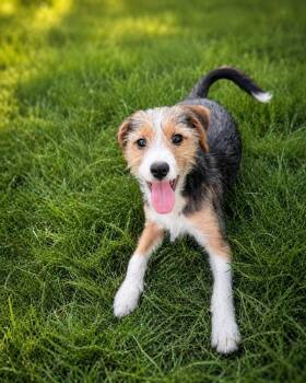 Cider -  Beagle and Mixed Breed Dog for Adoption in Lindenhurst, New York - Cider | PetCurious