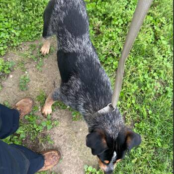 Australian Cattle Dog Blue Heeler and Terrier Dogs Available for Adoption in Austin, Texas - Trooper | PetCurious