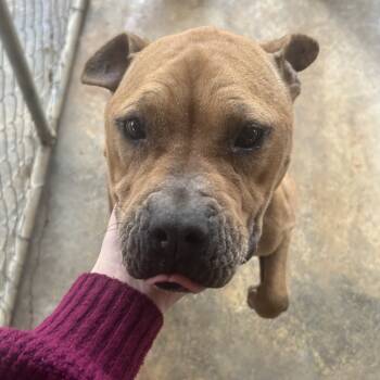 Rescue Pit Bull Terrier Dogs for Adoption in West Point, Mississippi - Fanette | PetCurious