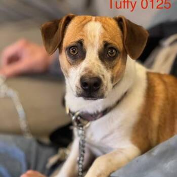 Rescue Chihuahua Dogs for Adoption in Sonora, California - Tuffy | PetCurious