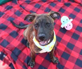 Hyena -  Mixed Breed Dog for Adoption in Athens, Georgia - Hyena | PetCurious