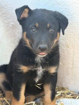 Rob -  Black Labrador Retriever and Shepherd Dog for Adoption in San Diego, California - Rob | PetCurious