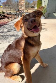 Rescue Australian Shepherd and Mixed Breed Dogs for Adoption in Maryville, Tennessee - Mocha | PetCurious