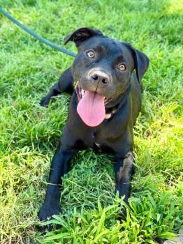 Zinnia -  Beagle and Pit Bull Terrier Dog for Adoption in Chico, California - Zinnia | PetCurious
