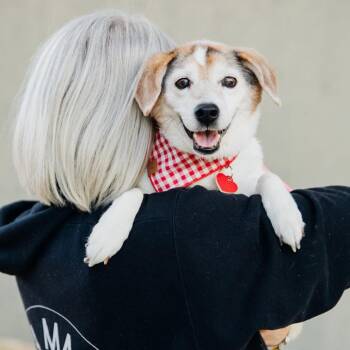 Beagle Dogs Available for Adoption - Liz Quackers | PetCurious