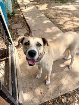 Labrador Retriever and Pit Bull Terrier Dogs Available for Adoption in Friendswood, Texas - Zeus Buddy Your Easy Going Best Friend  | PetCurious