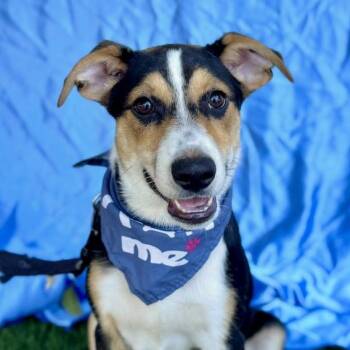 Rescue Cardigan Welsh Corgi Dogs for Adoption in Rowland Heights, California - CHAMP | PetCurious