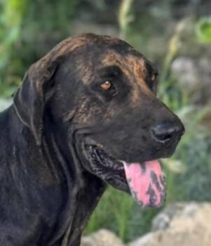 Rescue Fila Brasileiro Dogs for Adoption in Glen Rock, New Jersey - Rave | PetCurious