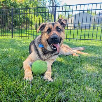 German Shepherd Dog Dogs Available for Adoption in Landenberg, Pennsylvania - Luna | PetCurious