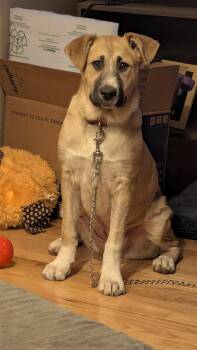 Shepherd and Australian Cattle Dog Blue Heeler Dogs Available for Adoption - Parker | PetCurious