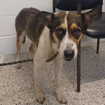 Carly Beth -  German Shepherd Dog and Collie Dog for Adoption in Hattiesburg, Mississippi - Carly Beth | PetCurious