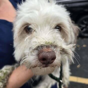 Oliver -  Havanese Dog for Adoption - Oliver | PetCurious
