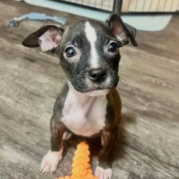 BoPeep -  American Staffordshire Terrier Dog for Adoption in Grand Island, Nebraska - BoPeep | PetCurious