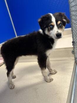 Boots -  Australian Shepherd Dog for Adoption in Moriarty, New Mexico - Boots | PetCurious