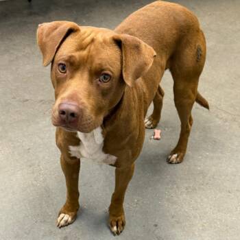 Terrier Dogs Available for Adoption in Marshall, Texas - Scout | PetCurious
