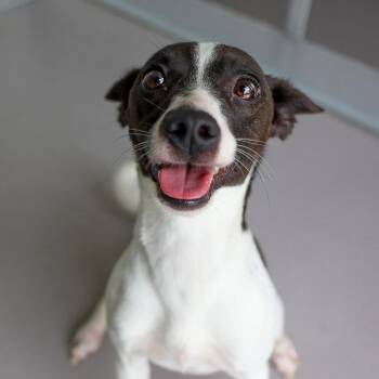 Carly -  Mixed Breed Dog for Adoption in Bradenton, Florida - Carly | PetCurious